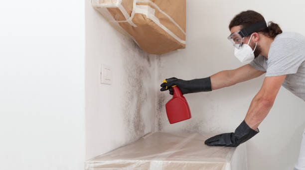 Professional Mold Removal technician working in Madera, PA